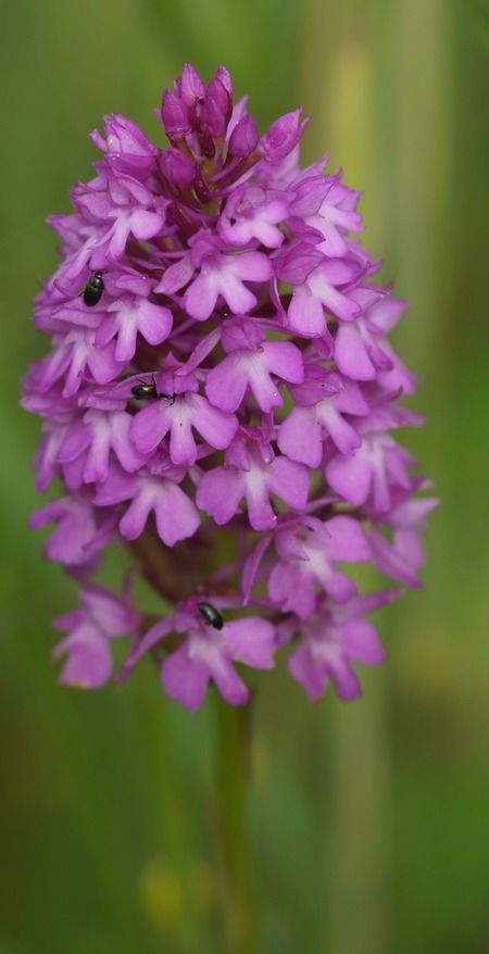 Anacamptis pyramidalis  - Bruno Vleeschouwers
