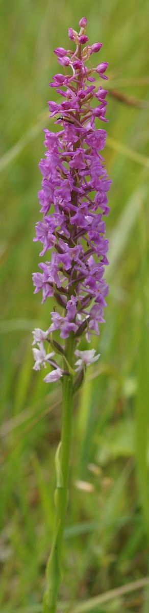 Gymnadenia conopsea  - Bruno Vleeschouwers