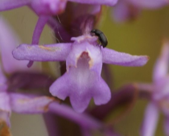 Gymnadenia conopsea  - Bruno Vleeschouwers