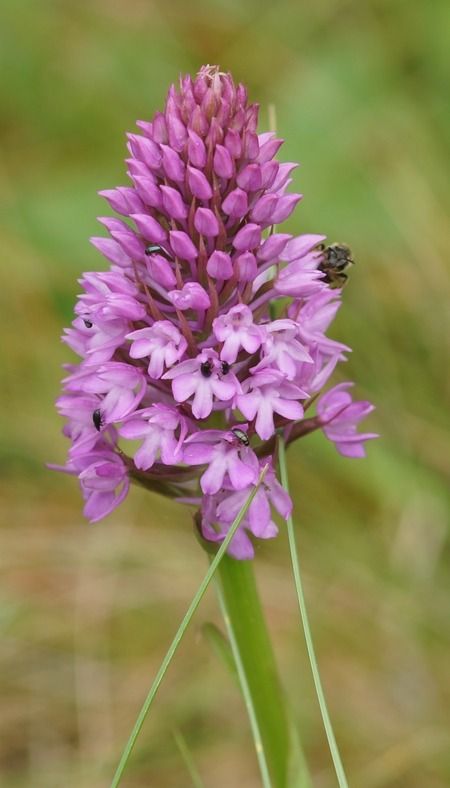 Anacamptis pyramidalis  - Bruno Vleeschouwers