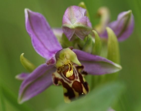 Ophrys apifera  - Bruno Vleeschouwers