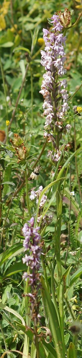 Gymnadenia conopsea  - Bruno Vleeschouwers