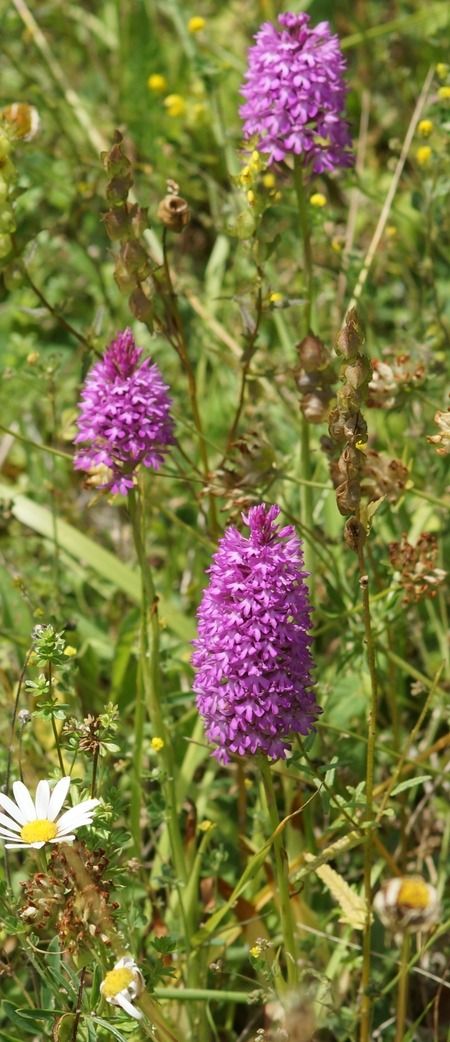 Anacamptis pyramidalis  - Bruno Vleeschouwers