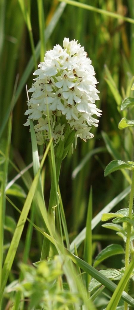 Anacamptis pyramidalis  - Bruno Vleeschouwers