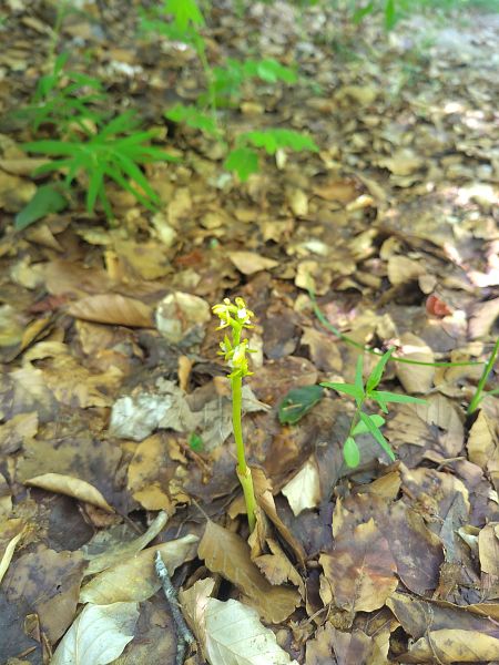 Corallorhiza trifida  - Yves Macaudière