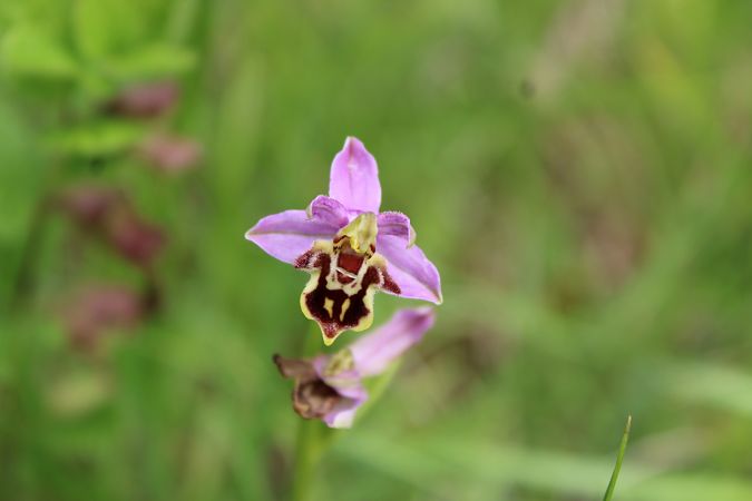 Ophrys apifera var. botteronii  - Annie Milliat