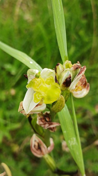 Ophrys apifera f. chlorantha  - José Miguel Martins Da Silva