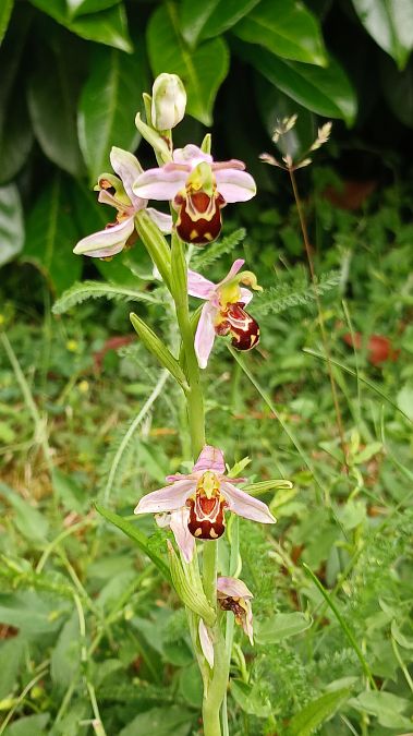 Ophrys apifera var. aurita  - José Miguel Martins Da Silva