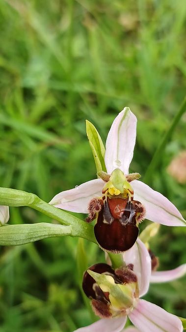Ophrys apifera f. atrofusca  - José Miguel Martins Da Silva