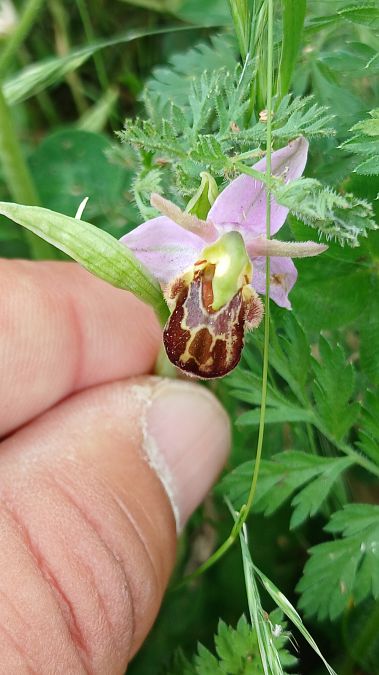 Ophrys apifera var. aurita  - José Miguel Martins Da Silva
