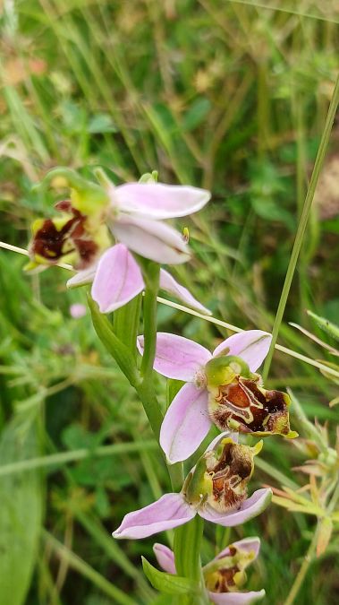 Ophrys apifera var. curviflora  - José Miguel Martins Da Silva