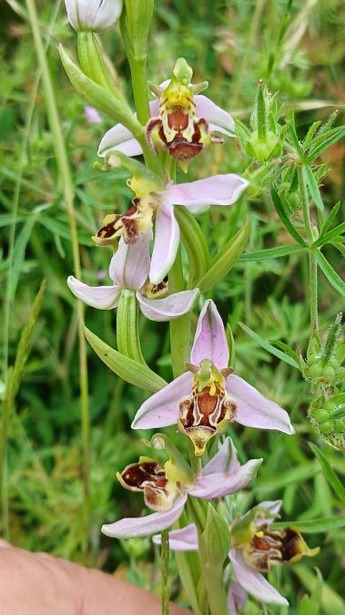 Ophrys apifera var. curviflora  - José Miguel Martins Da Silva
