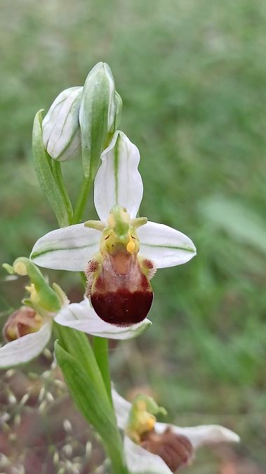 Ophrys apifera f. bicolor  - José Miguel Martins Da Silva