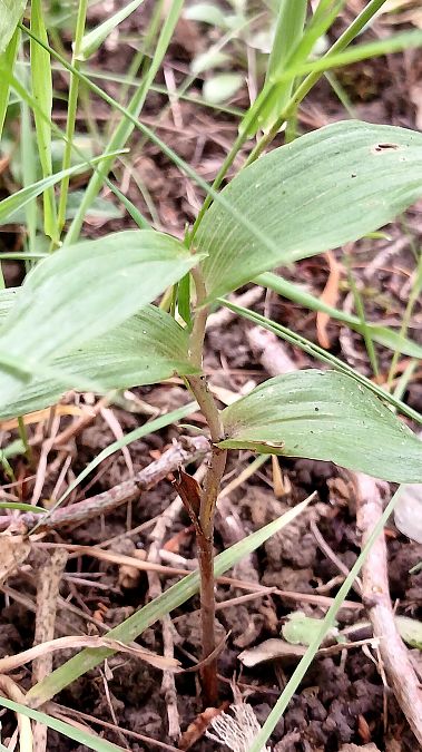 Epipactis helleborine var. minor  - José Miguel Martins Da Silva