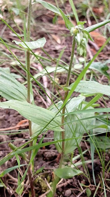 Epipactis helleborine var. minor  - José Miguel Martins Da Silva