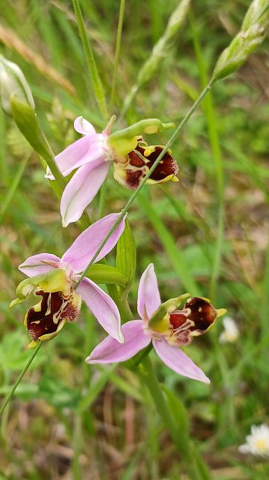 Ophrys apifera var. curviflora  - José Miguel Martins Da Silva