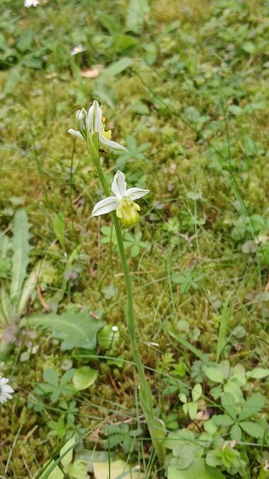 Ophrys apifera f. chlorantha  - José Miguel Martins Da Silva