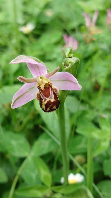 Ophrys apifera var. aurita  - José Miguel Martins Da Silva