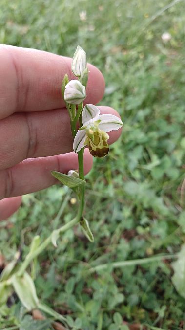 Ophrys apifera f. flavescens  - José Miguel Martins Da Silva