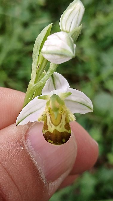 Ophrys apifera f. flavescens  - José Miguel Martins Da Silva