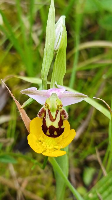 Ophrys apifera var. aurita  - José Miguel Martins Da Silva