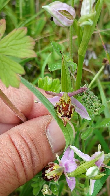 Ophrys apifera var. aurita  - José Miguel Martins Da Silva
