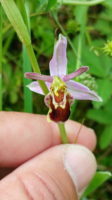 Ophrys apifera var. aurita  - José Miguel Martins Da Silva