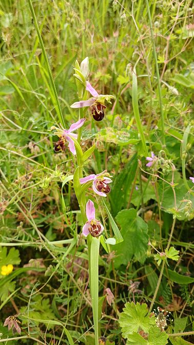 Ophrys apifera var. aurita  - José Miguel Martins Da Silva