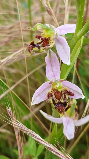 Ophrys apifera var. curviflora  - José Miguel Martins Da Silva