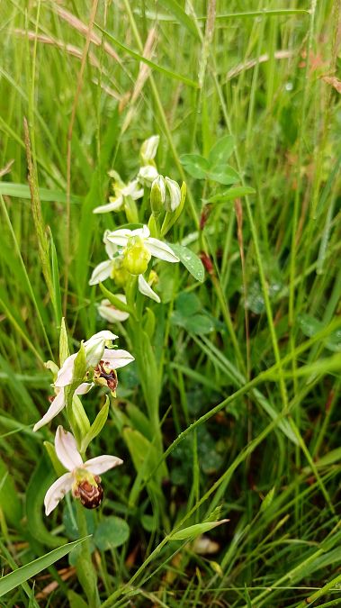 Ophrys apifera f. chlorantha  - José Miguel Martins Da Silva