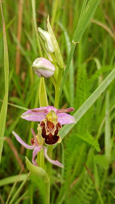 Ophrys apifera var. aurita  - José Miguel Martins Da Silva