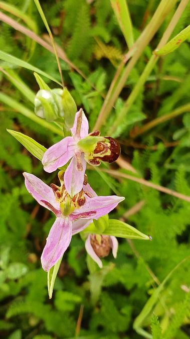 Ophrys apifera var. aurita  - José Miguel Martins Da Silva