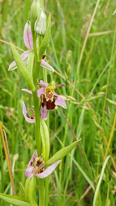 Ophrys apifera var. aurita  - José Miguel Martins Da Silva