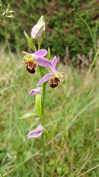 Ophrys apifera var. aurita  - José Miguel Martins Da Silva
