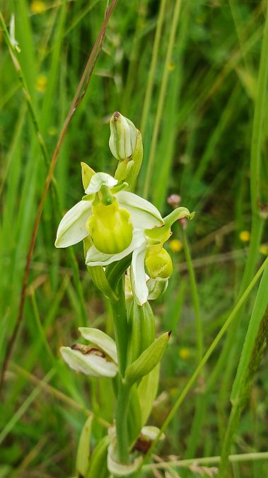 Ophrys apifera f. chlorantha  - José Miguel Martins Da Silva