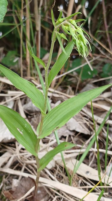 Epipactis helleborine var. minor  - José Miguel Martins Da Silva
