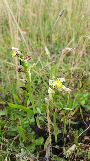 Ophrys apifera f. chlorantha  - José Miguel Martins Da Silva