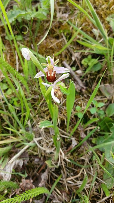 Ophrys apifera var. aurita  - José Miguel Martins Da Silva
