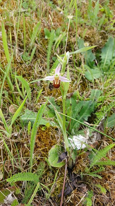Ophrys apifera var. aurita  - José Miguel Martins Da Silva