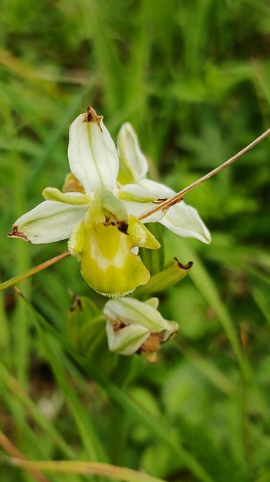 Ophrys apifera f. chlorantha  - José Miguel Martins Da Silva