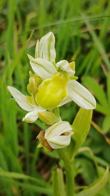 Ophrys apifera f. chlorantha  - José Miguel Martins Da Silva