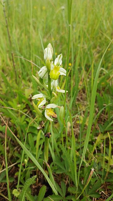 Ophrys apifera f. chlorantha  - José Miguel Martins Da Silva
