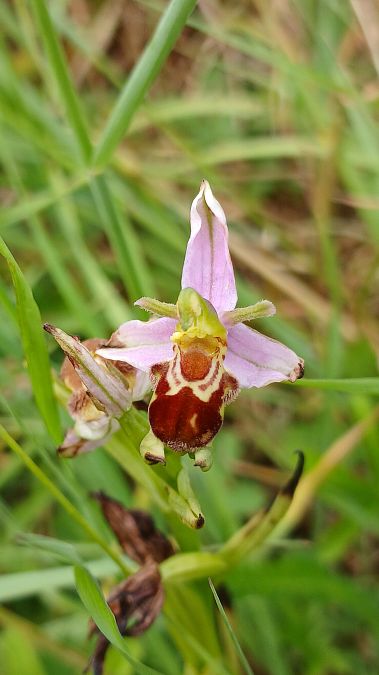 Ophrys apifera var. aurita  - José Miguel Martins Da Silva