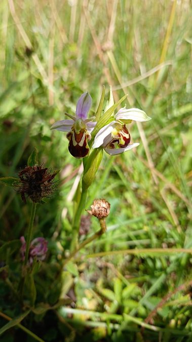 Ophrys apifera var. aurita  - José Miguel Martins Da Silva