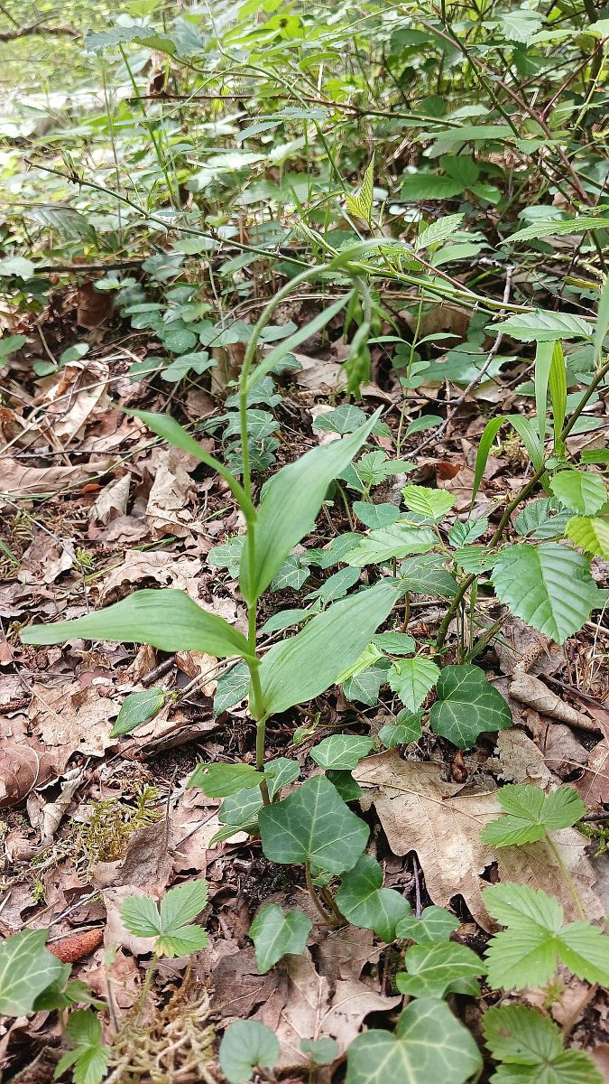 Epipactis helleborine var. minor  - José Miguel Martins Da Silva