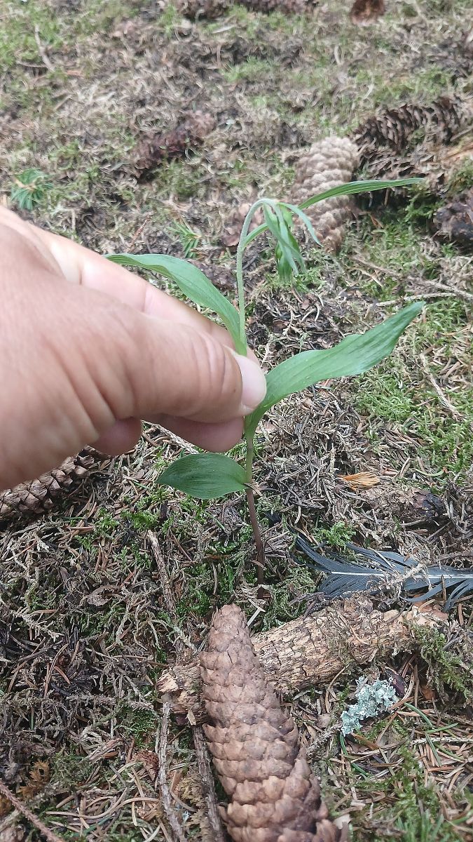 Epipactis helleborine var. minor  - José Miguel Martins Da Silva