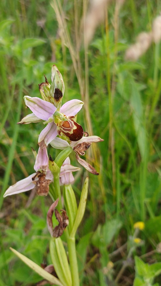 Ophrys apifera var. aurita  - José Miguel Martins Da Silva