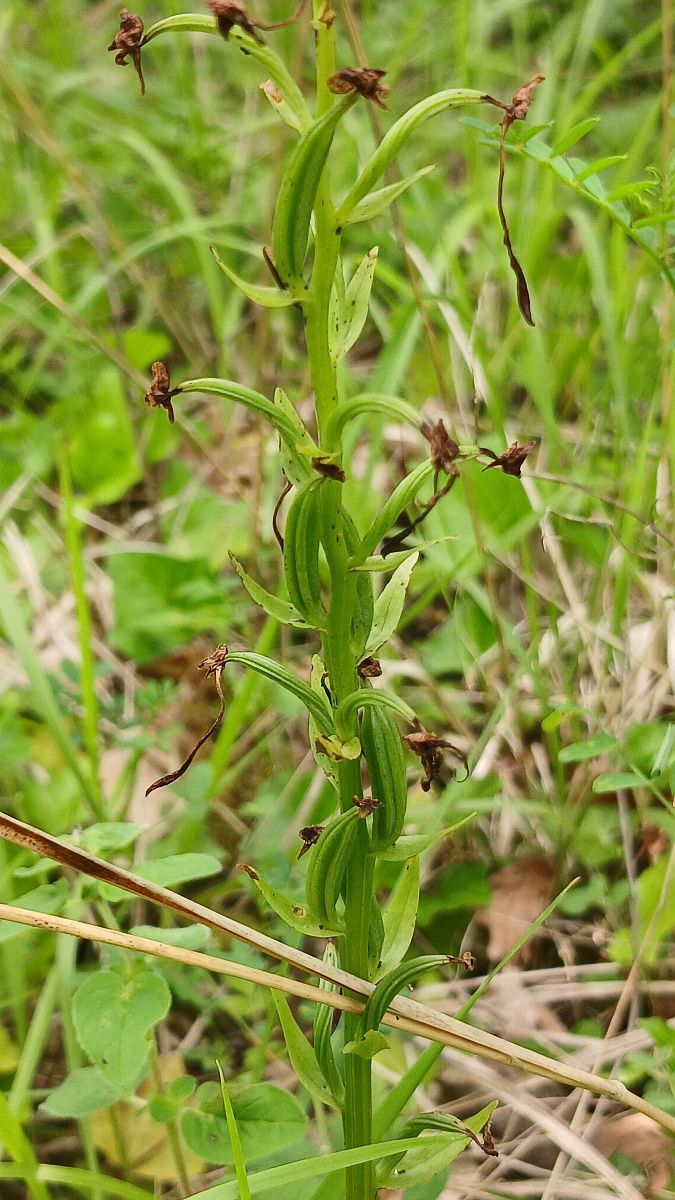 Platanthera chlorantha  - José Miguel Martins Da Silva