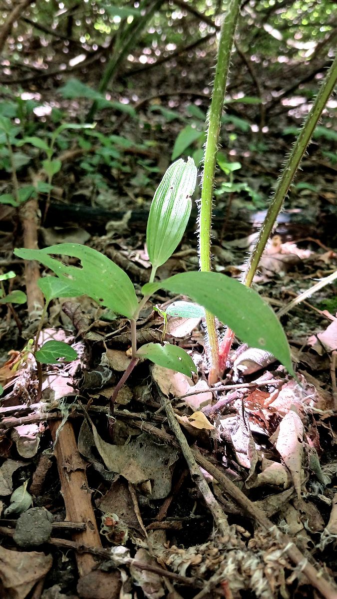 Epipactis helleborine var. minor  - José Miguel Martins Da Silva