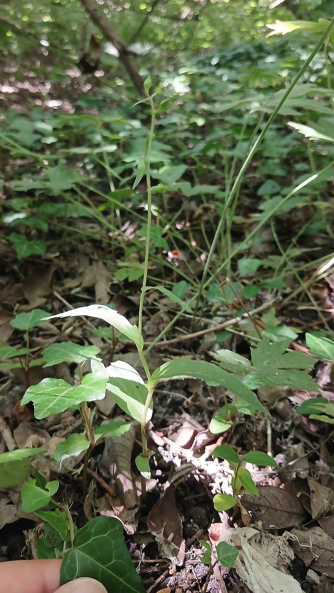 Epipactis helleborine var. minor  - José Miguel Martins Da Silva